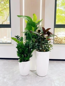 江北盆景出租公司，打造专属的绿色氛围><div class=